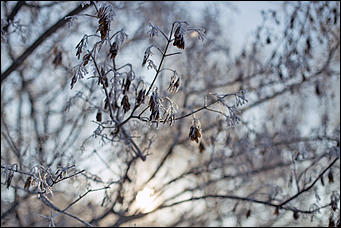 20 ноября 2018 г., Барнаул. Екатерина Смолихина   Волшебство на кончиках веток: принакрытый снегом Барнаул