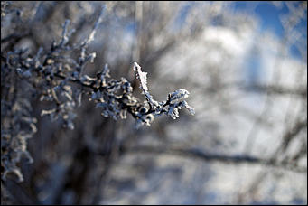 20 ноября 2018 г., Барнаул. Екатерина Смолихина   Волшебство на кончиках веток: принакрытый снегом Барнаул