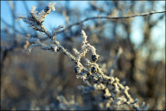20 ноября 2018 г., Барнаул. Екатерина Смолихина   Волшебство на кончиках веток: принакрытый снегом Барнаул