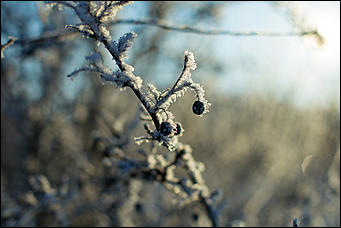 20 ноября 2018 г., Барнаул. Екатерина Смолихина   Волшебство на кончиках веток: принакрытый снегом Барнаул