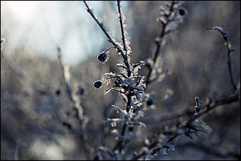 20 ноября 2018 г., Барнаул. Екатерина Смолихина   Волшебство на кончиках веток: принакрытый снегом Барнаул
