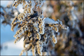 20 ноября 2018 г., Барнаул. Екатерина Смолихина   Волшебство на кончиках веток: принакрытый снегом Барнаул
