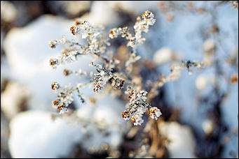 20 ноября 2018 г., Барнаул. Екатерина Смолихина   Волшебство на кончиках веток: принакрытый снегом Барнаул
