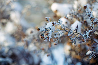 20 ноября 2018 г., Барнаул. Екатерина Смолихина   Волшебство на кончиках веток: принакрытый снегом Барнаул