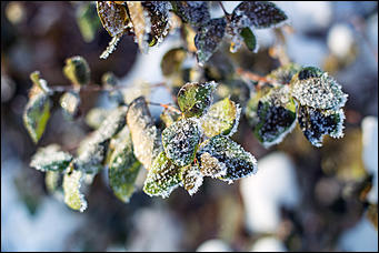 20 ноября 2018 г., Барнаул. Екатерина Смолихина   Волшебство на кончиках веток: принакрытый снегом Барнаул