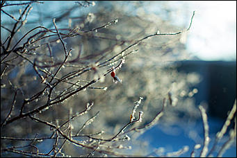 20 ноября 2018 г., Барнаул. Екатерина Смолихина   Волшебство на кончиках веток: принакрытый снегом Барнаул