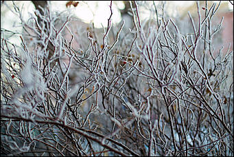 20 ноября 2018 г., Барнаул. Екатерина Смолихина   Волшебство на кончиках веток: принакрытый снегом Барнаул