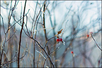 20 ноября 2018 г., Барнаул. Екатерина Смолихина   Волшебство на кончиках веток: принакрытый снегом Барнаул