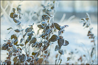 20 ноября 2018 г., Барнаул. Екатерина Смолихина   Волшебство на кончиках веток: принакрытый снегом Барнаул