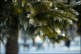 20 ноября 2018 г., Барнаул. Екатерина Смолихина   Волшебство на кончиках веток: принакрытый снегом Барнаул
