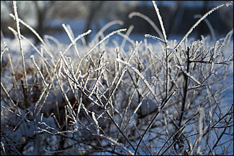 20 ноября 2018 г., Барнаул. Екатерина Смолихина   Волшебство на кончиках веток: принакрытый снегом Барнаул