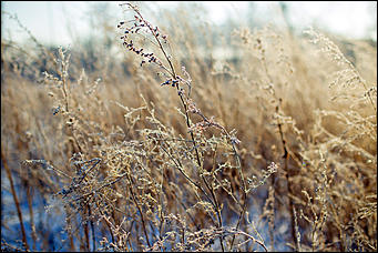 20 ноября 2018 г., Барнаул. Екатерина Смолихина   Волшебство на кончиках веток: принакрытый снегом Барнаул