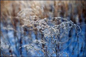 20 ноября 2018 г., Барнаул. Екатерина Смолихина   Волшебство на кончиках веток: принакрытый снегом Барнаул