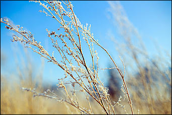 20 ноября 2018 г., Барнаул. Екатерина Смолихина   Волшебство на кончиках веток: принакрытый снегом Барнаул
