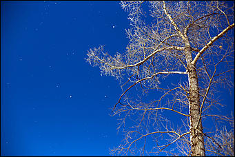 20 ноября 2018 г., Барнаул. Екатерина Смолихина   Волшебство на кончиках веток: принакрытый снегом Барнаул