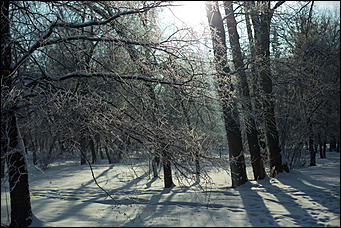 20 ноября 2018 г., Барнаул. Екатерина Смолихина   Волшебство на кончиках веток: принакрытый снегом Барнаул