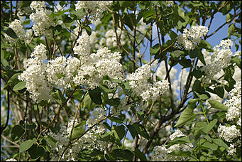 13 май 2020 г., Барнаул   "Это май-чародей". Как цветет Барнаул