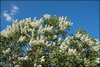 13 май 2020 г., Барнаул   "Это май-чародей". Как цветет Барнаул