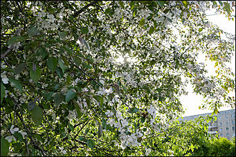 13 май 2020 г., Барнаул   "Это май-чародей". Как цветет Барнаул