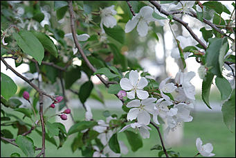 13 май 2020 г., Барнаул   "Это май-чародей". Как цветет Барнаул