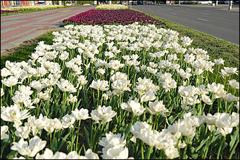 13 май 2020 г., Барнаул   "Это май-чародей". Как цветет Барнаул