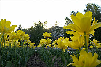 13 май 2020 г., Барнаул   "Это май-чародей". Как цветет Барнаул