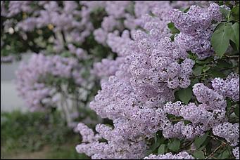 13 май 2020 г., Барнаул   "Это май-чародей". Как цветет Барнаул