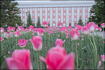 13 май 2020 г., Барнаул   "Это май-чародей". Как цветет Барнаул