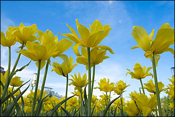 13 май 2020 г., Барнаул   "Это май-чародей". Как цветет Барнаул