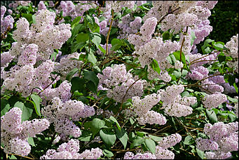 13 май 2020 г., Барнаул   "Это май-чародей". Как цветет Барнаул