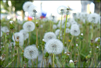 13 май 2020 г., Барнаул   "Это май-чародей". Как цветет Барнаул