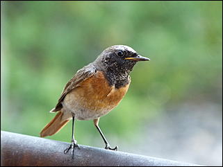 26 июнь 2012 г., Барнаул   "Малиновки заслышав голосок": "ленивый" репортаж из окна