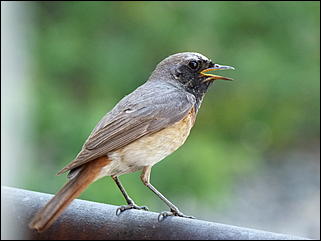 26 июнь 2012 г., Барнаул   "Малиновки заслышав голосок": "ленивый" репортаж из окна