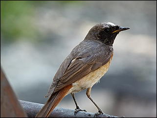 26 июнь 2012 г., Барнаул   "Малиновки заслышав голосок": "ленивый" репортаж из окна