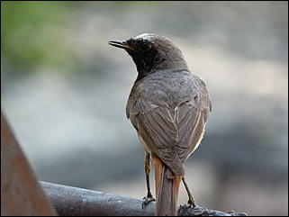 26 июнь 2012 г., Барнаул   "Малиновки заслышав голосок": "ленивый" репортаж из окна