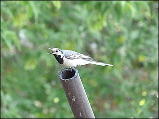 26 июнь 2012 г., Барнаул   "Малиновки заслышав голосок": "ленивый" репортаж из окна