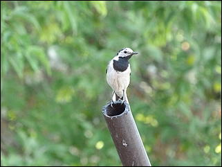 26 июнь 2012 г., Барнаул   "Малиновки заслышав голосок": "ленивый" репортаж из окна