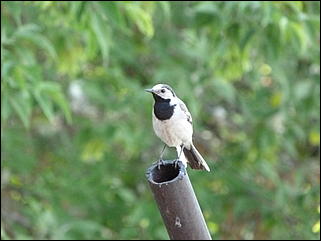 26 июнь 2012 г., Барнаул   "Малиновки заслышав голосок": "ленивый" репортаж из окна