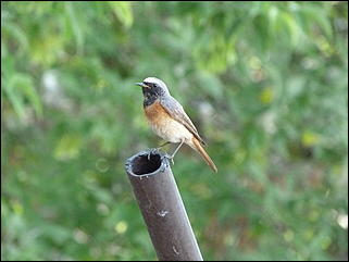 26 июнь 2012 г., Барнаул   "Малиновки заслышав голосок": "ленивый" репортаж из окна