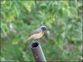 26 июнь 2012 г., Барнаул   "Малиновки заслышав голосок": "ленивый" репортаж из окна