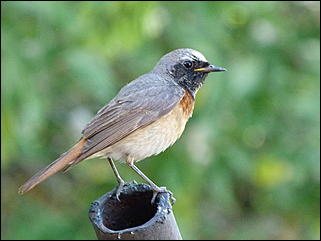 26 июнь 2012 г., Барнаул   "Малиновки заслышав голосок": "ленивый" репортаж из окна