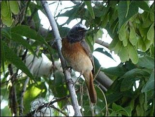 26 июнь 2012 г., Барнаул   "Малиновки заслышав голосок": "ленивый" репортаж из окна