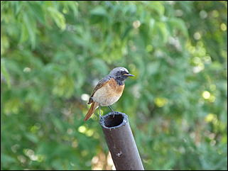 26 июнь 2012 г., Барнаул   "Малиновки заслышав голосок": "ленивый" репортаж из окна