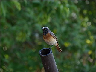 26 июнь 2012 г., Барнаул   "Малиновки заслышав голосок": "ленивый" репортаж из окна