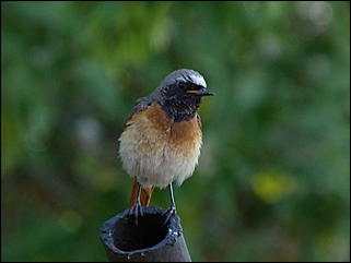 26 июнь 2012 г., Барнаул   "Малиновки заслышав голосок": "ленивый" репортаж из окна