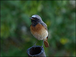 26 июнь 2012 г., Барнаул   "Малиновки заслышав голосок": "ленивый" репортаж из окна