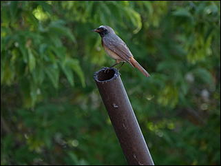 26 июнь 2012 г., Барнаул   "Малиновки заслышав голосок": "ленивый" репортаж из окна