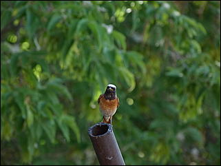 26 июнь 2012 г., Барнаул   "Малиновки заслышав голосок": "ленивый" репортаж из окна
