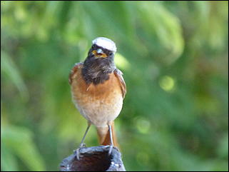 26 июнь 2012 г., Барнаул   "Малиновки заслышав голосок": "ленивый" репортаж из окна