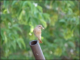 26 июнь 2012 г., Барнаул   "Малиновки заслышав голосок": "ленивый" репортаж из окна